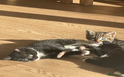 Mixed Breed cats for sale: Kittens for sale - Image 3