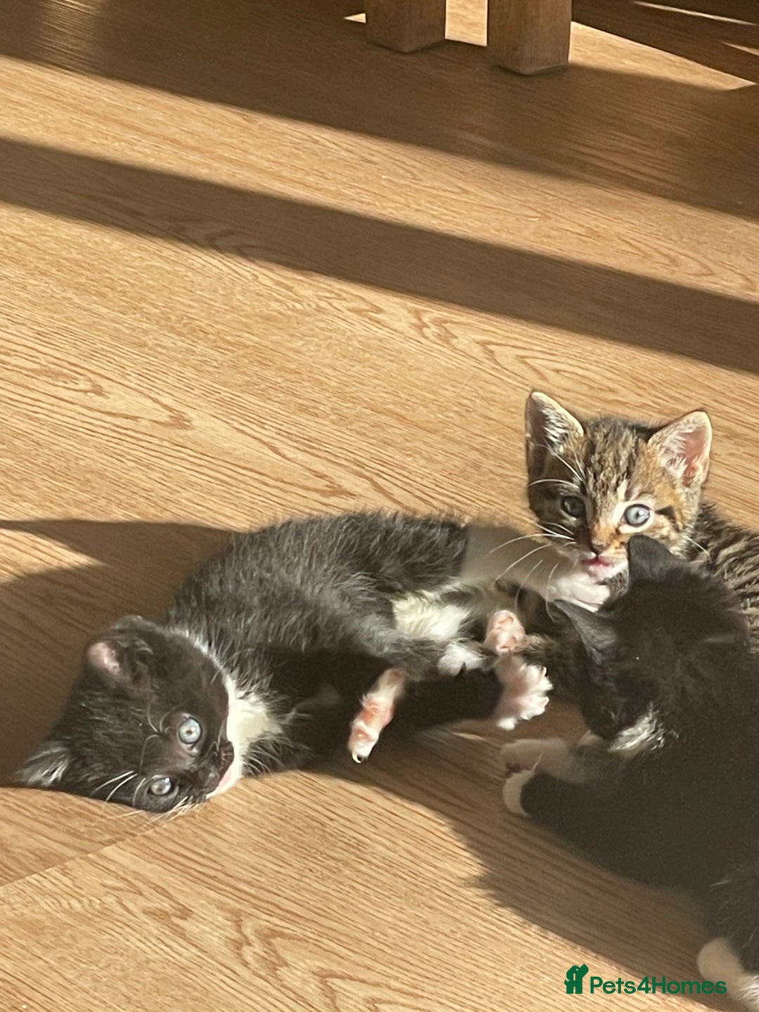 Mixed Breed cats for sale: Kittens for sale - Image 3