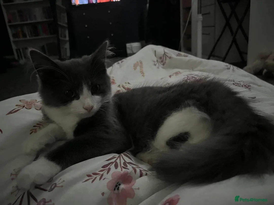 Mixed Breed cats for sale: 13 month old cat for sale  in Bradford - Advert 2