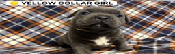 Staffordshire Bull Terrier dogs for sale: 4 Beautiful KC Registered Puppies 2 Boys & 2 Girls in Birmingham - Advert 5