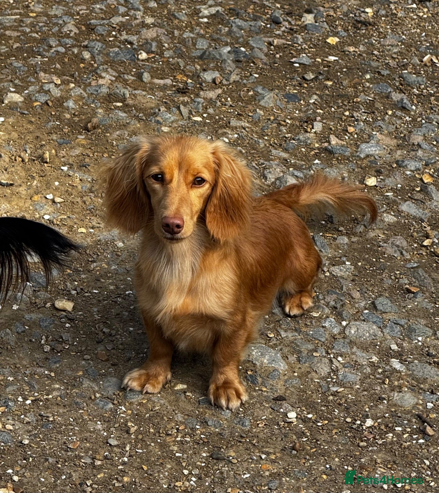 Miniature Dachshund dogs Miniature Dachshund adult girl  - Advert 1