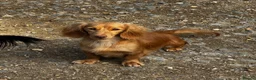 Miniature Dachshund dogs for sale: Miniature Dachshund adult girl  - Advert 1