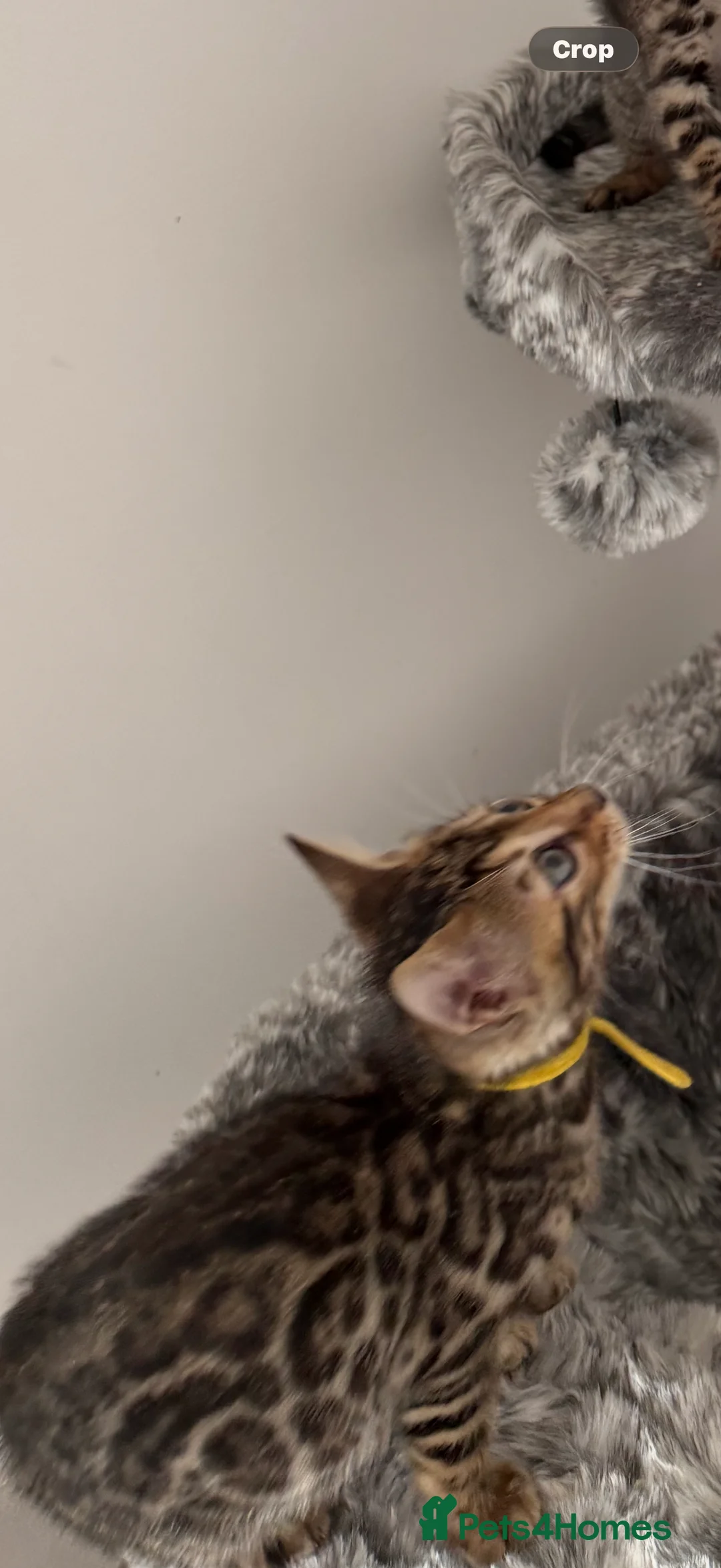 Bengal cats for sale: Bengal Kittens Available  - Advert 2