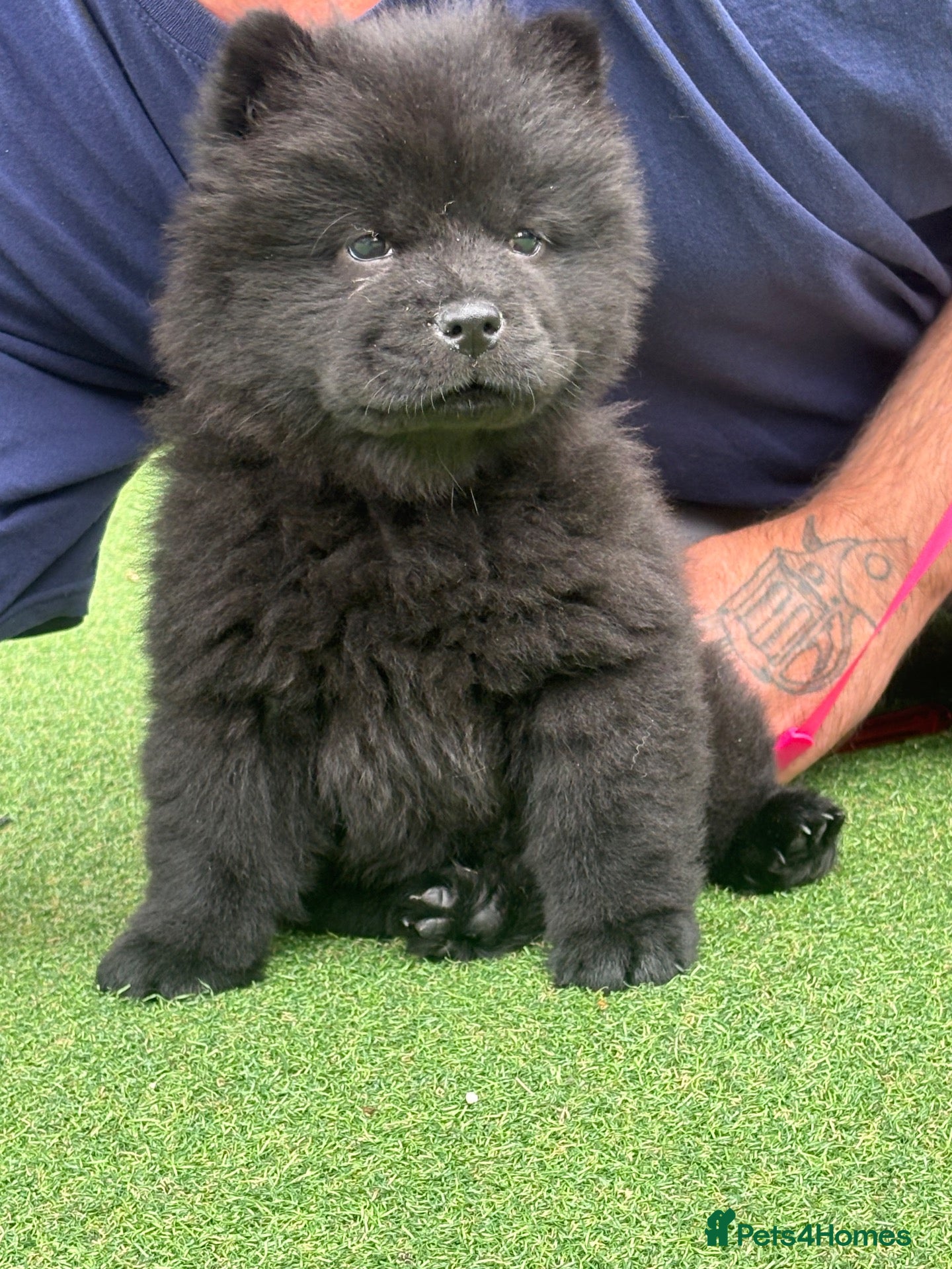 Chow Chow dogs Girl chow pups ready papers to hand !!! - Advert 13