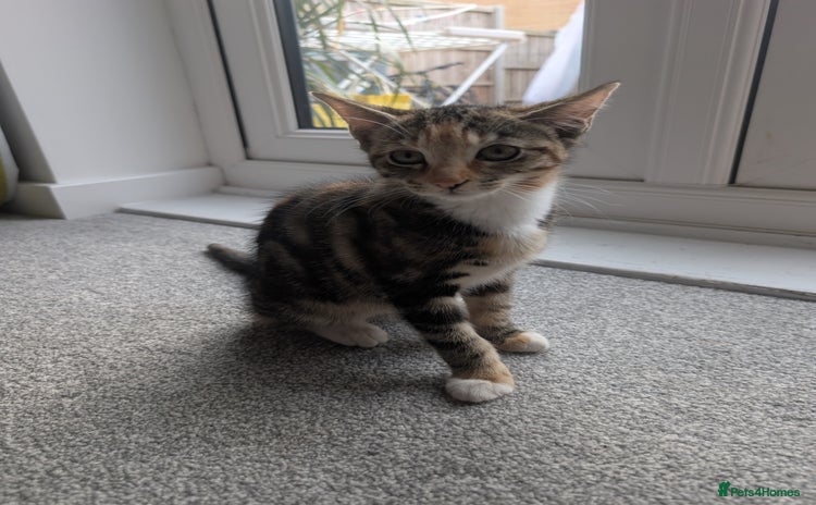 Mixed Breed cats - Advert 13
