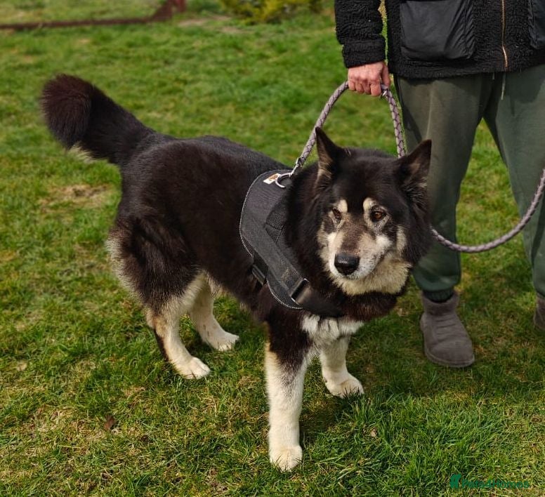 Mixed Breed dogs 💙MALIK💙 7years: MAGNIFICENT TEDDY GOOD AS GOLD - Advert 1