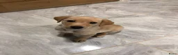 Labrador Retriever dogs for sale: Labrador looking for loving new home - Advert 19