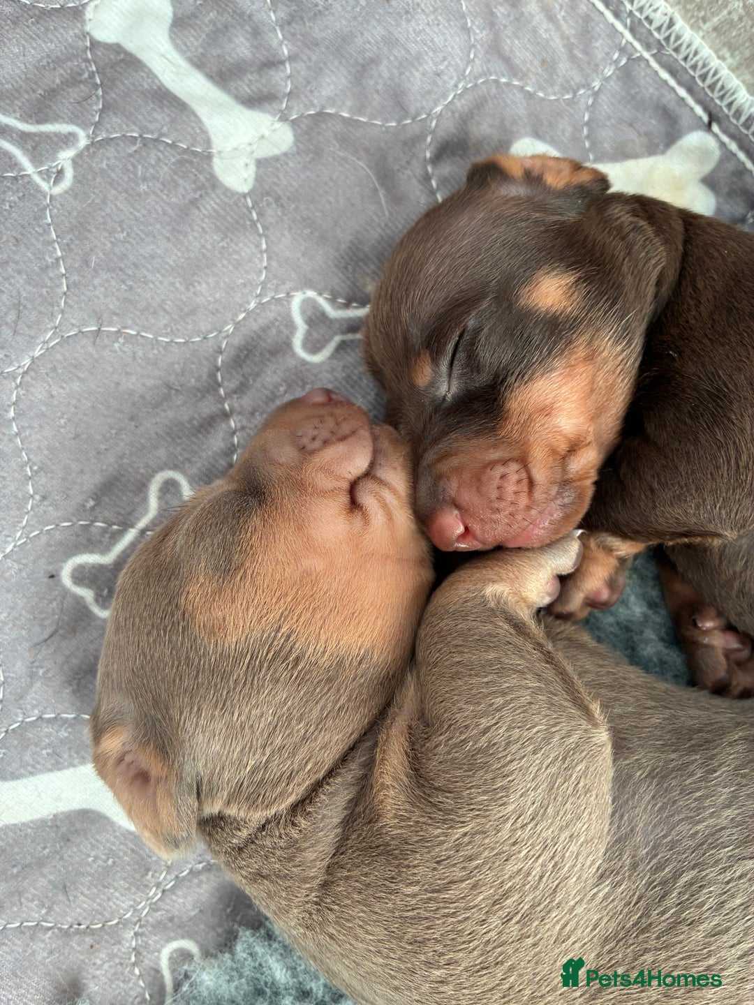 Miniature Dachshund dogs for stud: Mini dachshund STUD - Advert 6