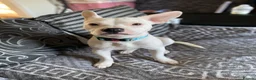 Mixed Breed dogs for sale: For sale. - Advert 1