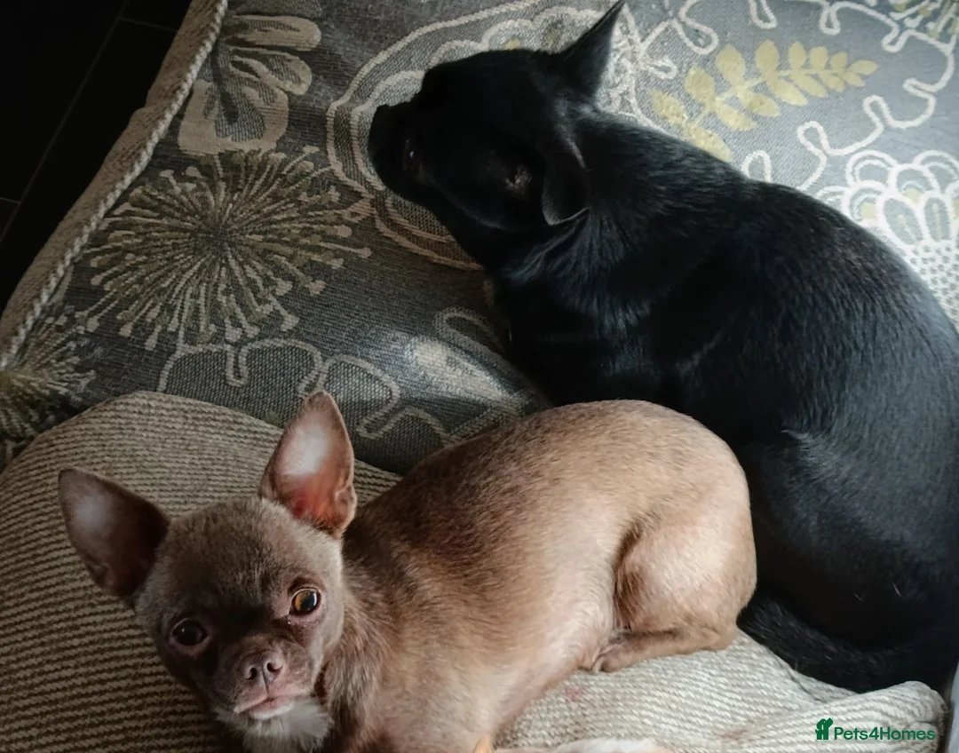 Chihuahua dogs for sale: Pedigree chihuahua puppies two girls one boy  in Cambridge - Advert 1