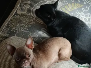 Chihuahua dogs Sorry just little brown boy left. - Advert 11