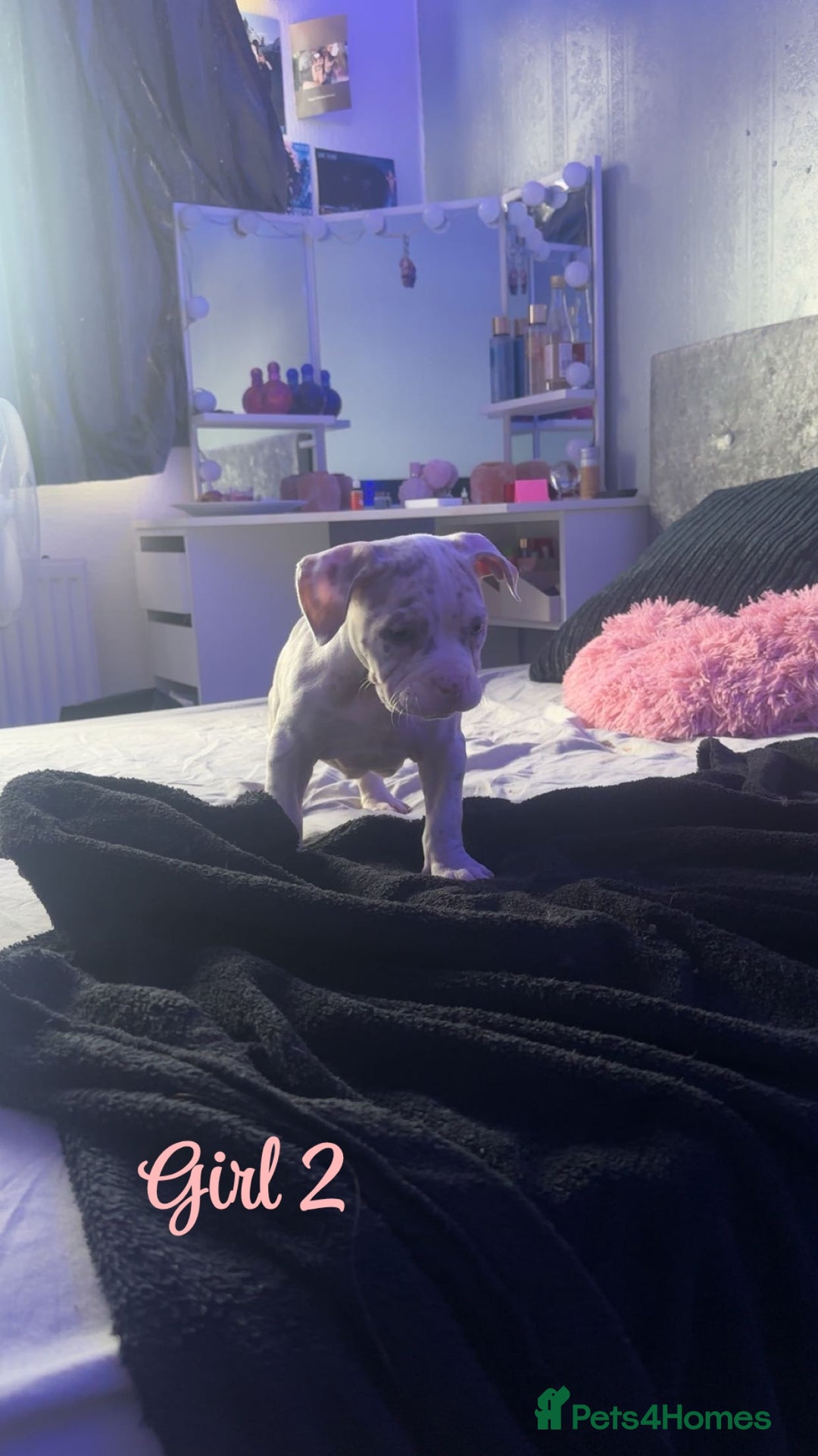 American Bully dogs for sale: Stunning pocket bully pups for sale - Image 8
