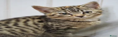 Domestic Shorthair 1