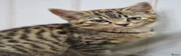 Domestic Shorthair cats for sale: 12 wk old tabby kitten in Corwen - Advert 11