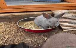 Mixed Breed rabbits for sale: mixed breed baby bunnies  - Image 12