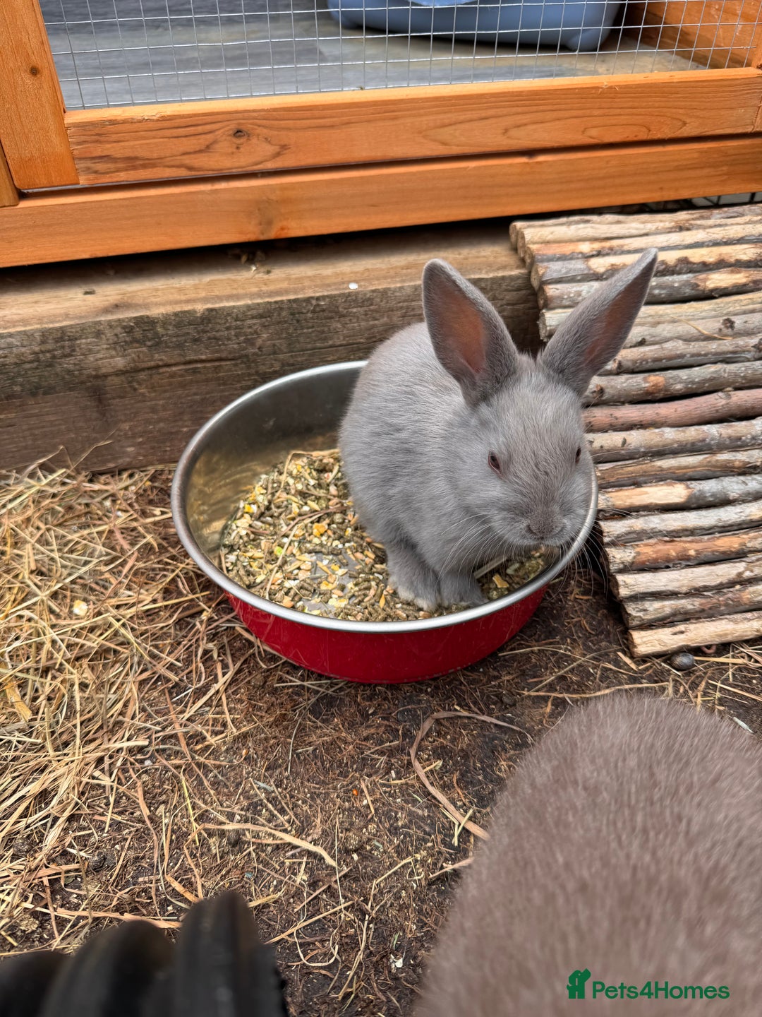 Mixed Breed rabbits for sale: mixed breed baby bunnies  - Image 12