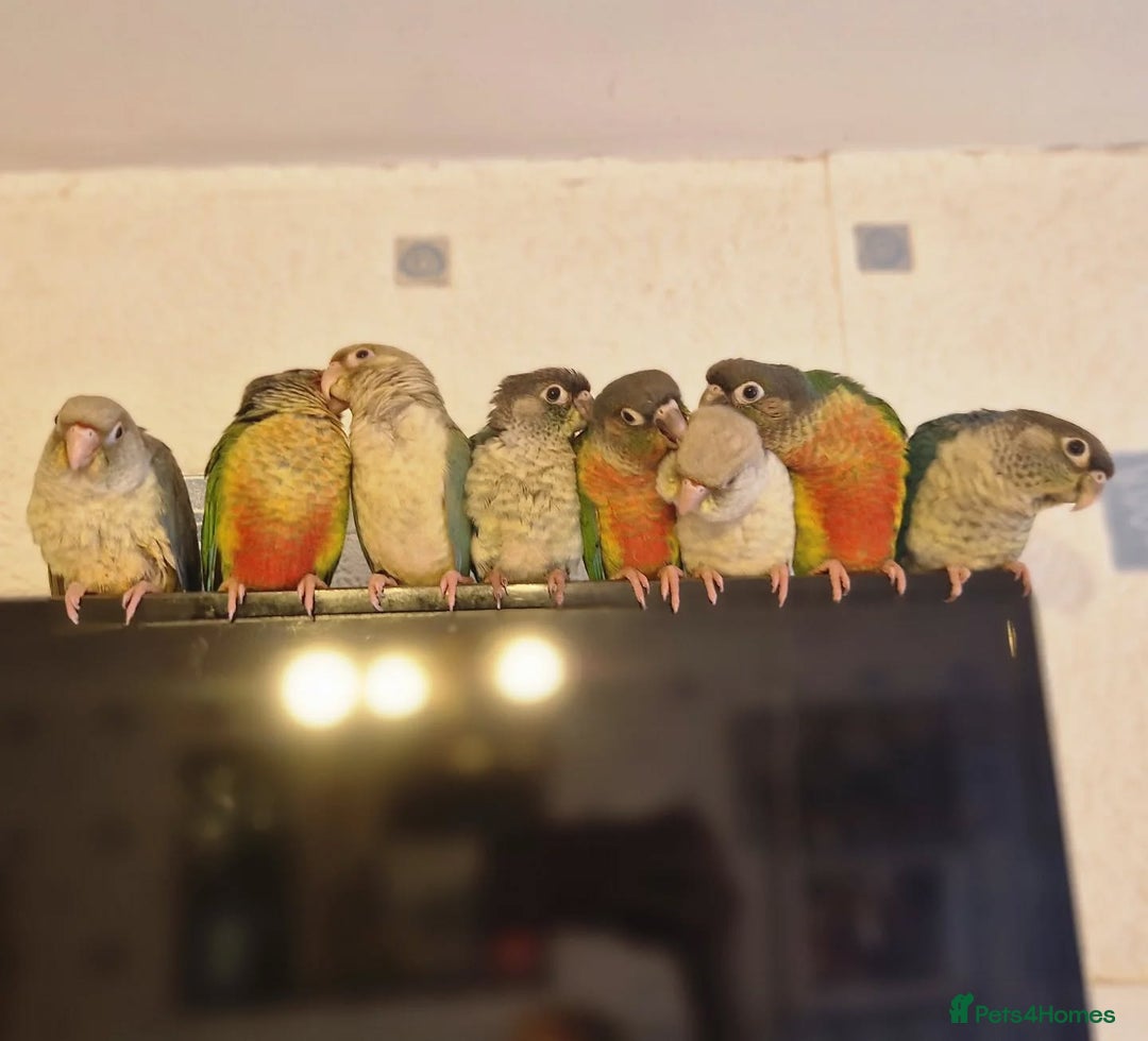 Conures birds for sale: green cheek conures females - Image 1