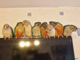 Conures birds - Advert 7