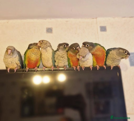 Conures birds - Advert 9