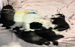 Pomsky dogs for sale: F4 beautiful puppy pomskie blue eyes - Image 4