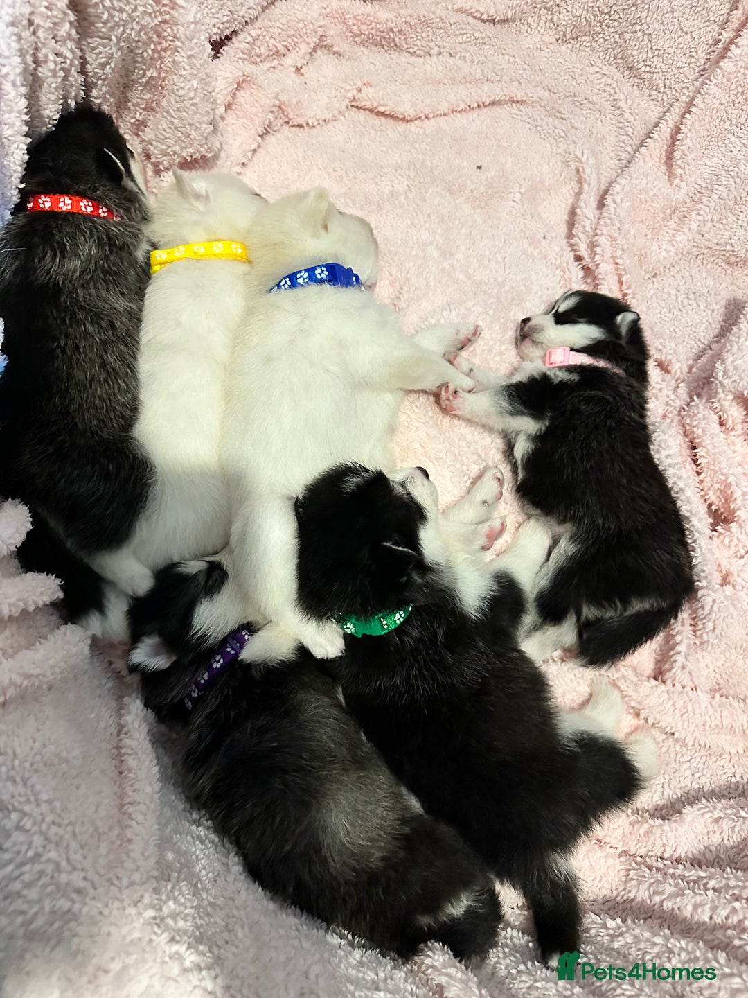 Pomsky dogs for sale: F4 beautiful puppy pomskie blue eyes - Image 4