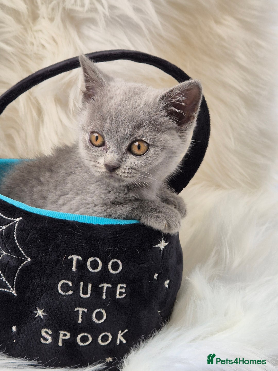 British Shorthair cats for sale: Absolute darling BSH kits GCCF Reg Fantastic type - Image 9