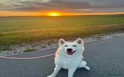 Shepsky dogs for sale: Lola - our Beautiful Husky x German Shepherd - Image 3