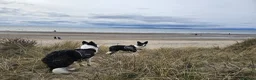 Border Collie dogs for sale: Border Collie Puppies - Advert 21
