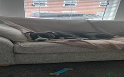 Staffordshire Bull Terrier dogs for sale: Staffordshire bull terriers for sale - Image 4
