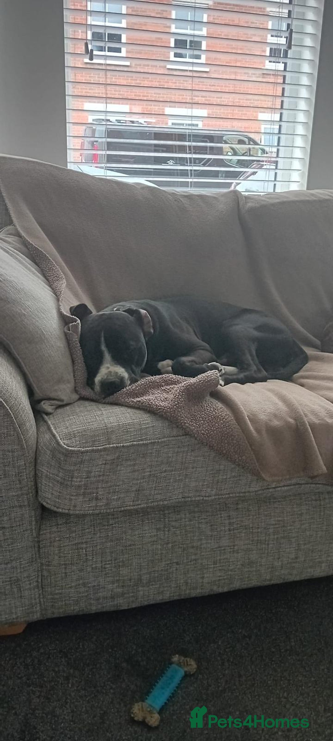 Staffordshire Bull Terrier dogs for sale: Staffordshire bull terriers for sale - Image 4