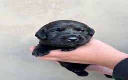 Labrador Retriever dogs for sale: Gentle KC REG Labrador Puppies - Image 5