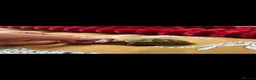 Hermann Tortoise reptiles for sale: Terry  in Southend-on-Sea - Advert 3