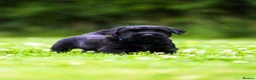 Giant Schnauzer dogs for sale: TRUE QUALITY GIANT SCHNAUZER PUPPIES - Advert 7
