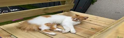 Mixed Breed cats for sale: Female cat looking for forever home - Advert 3