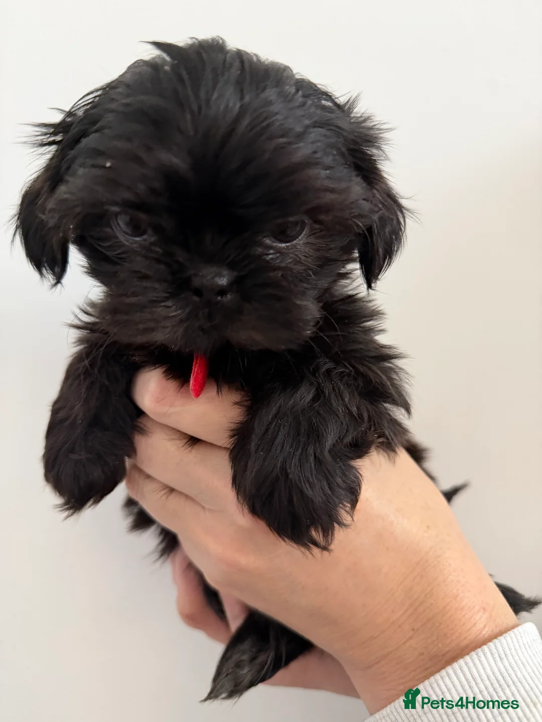 Shih Tzu dogs for sale: 6x Pedigree Imperial Shih Tzu Boys Ready To Leave - Advert 4