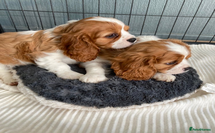 Cavalier King Charles Spaniel dogs - Advert 12