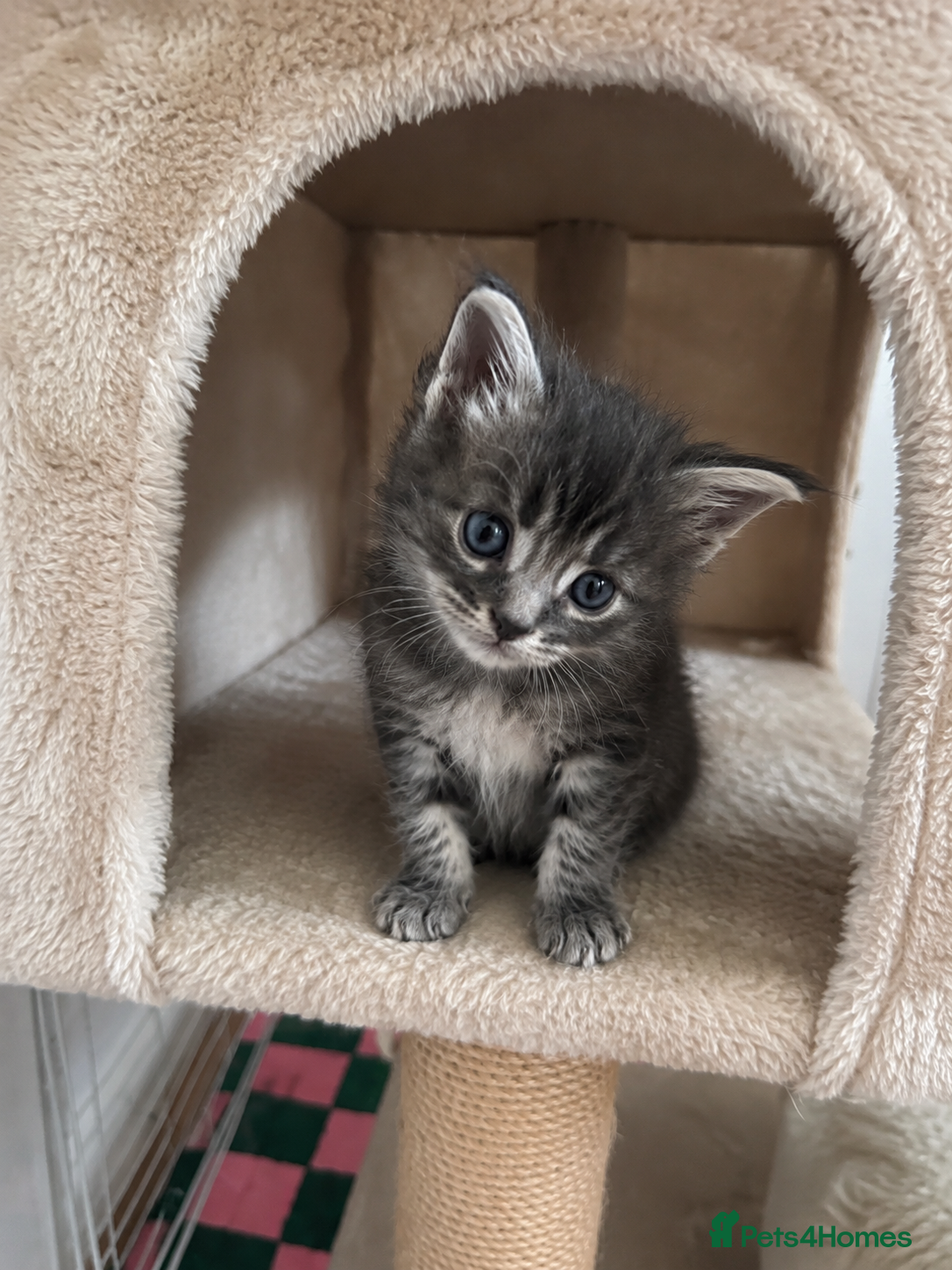 Maine Coon cats Tica Registered 5 Russian Mainecoon  - Advert 2