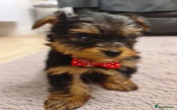 Yorkshire Terrier dogs for sale: Yorkshire Terrier teacup puppies  - Image 5