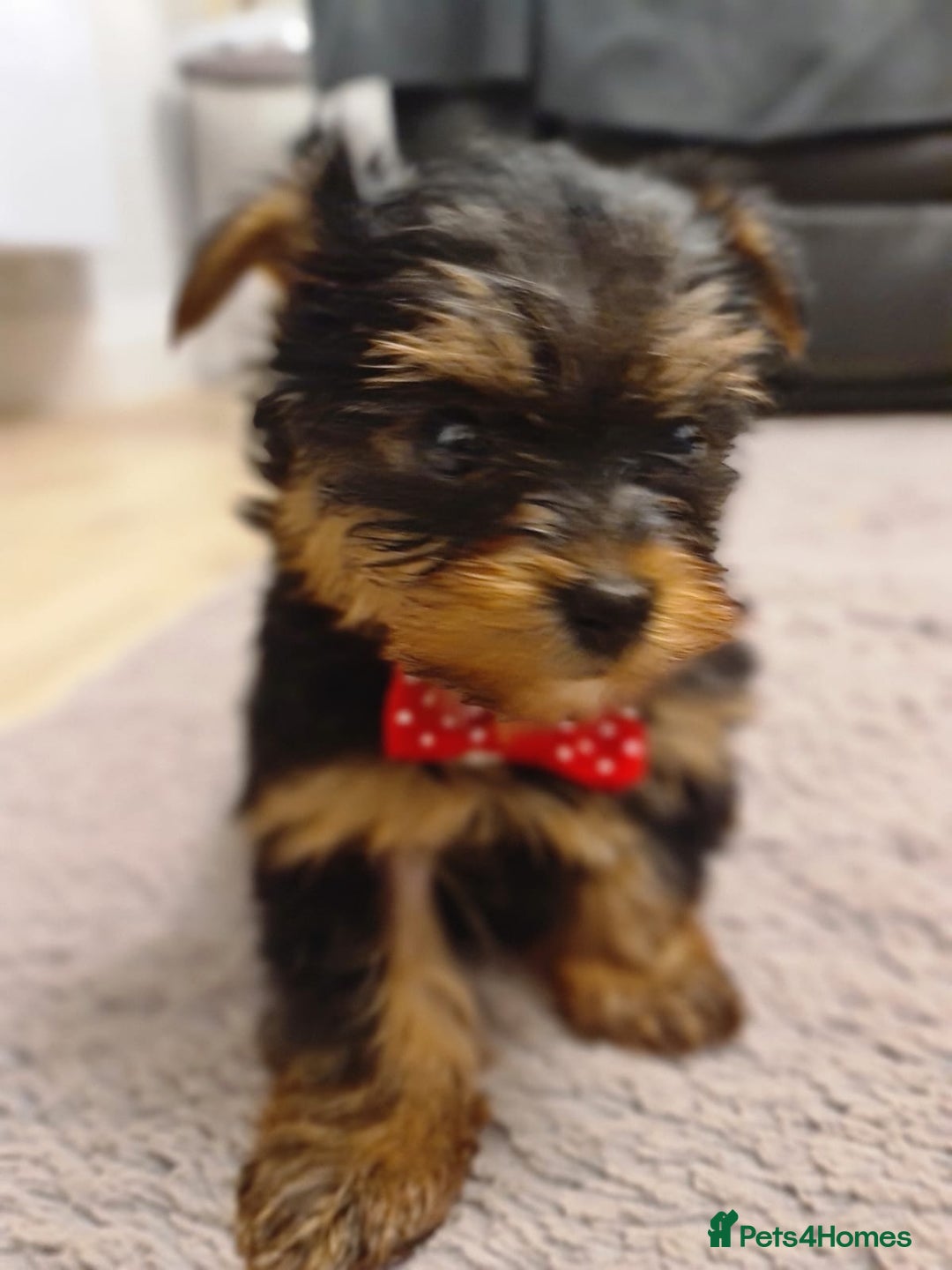 Yorkshire Terrier dogs for sale: Yorkshire Terrier teacup puppies  - Image 5