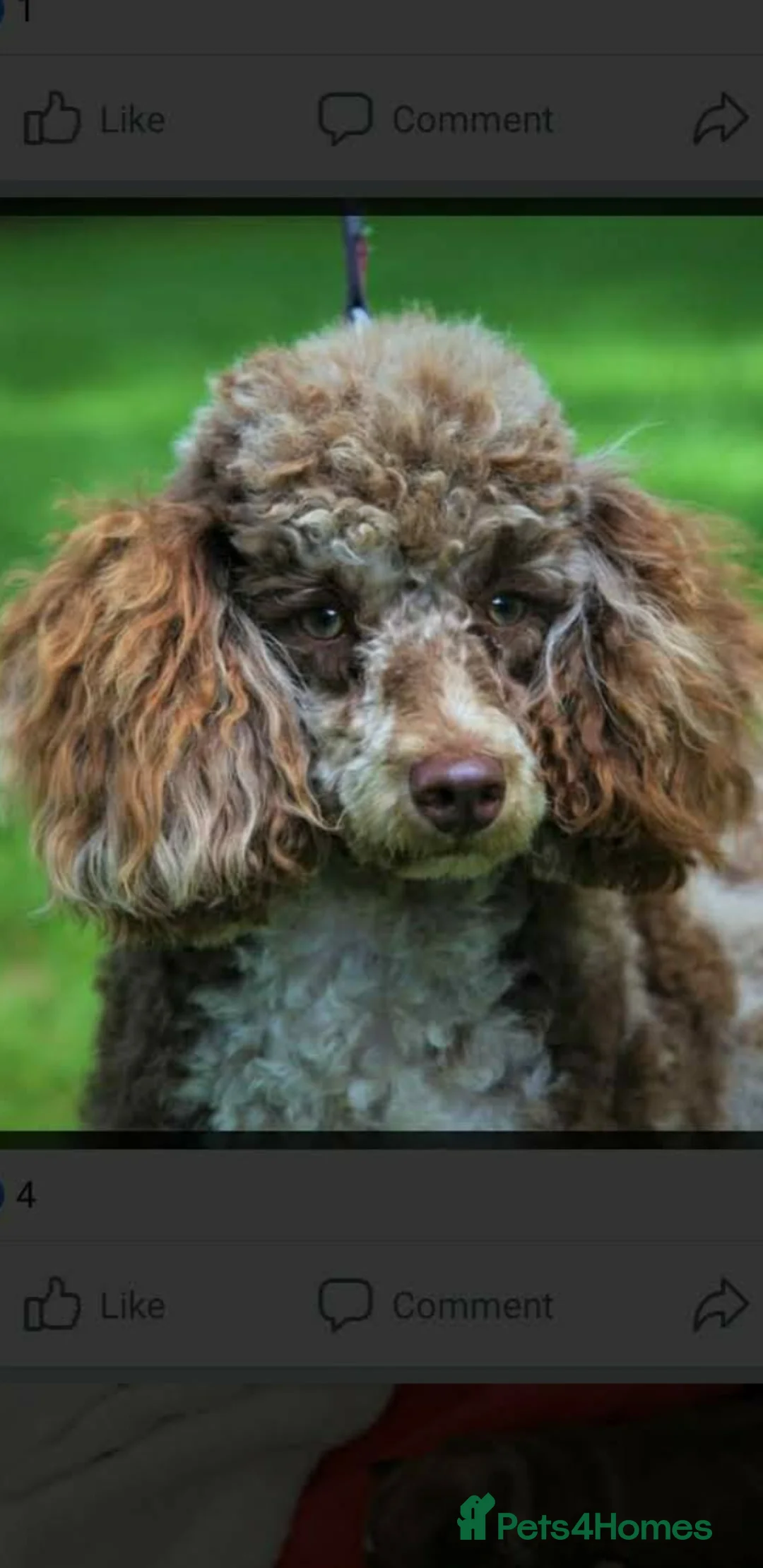 Miniature Poodle dogs for stud: Proven Chocolate Merle Poodle available for stud in Saint Austell - Advert 5
