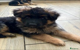 German Shepherd dogs for sale: KC REGISTERED GERMAN SHEPHERD PUPS - Image 4