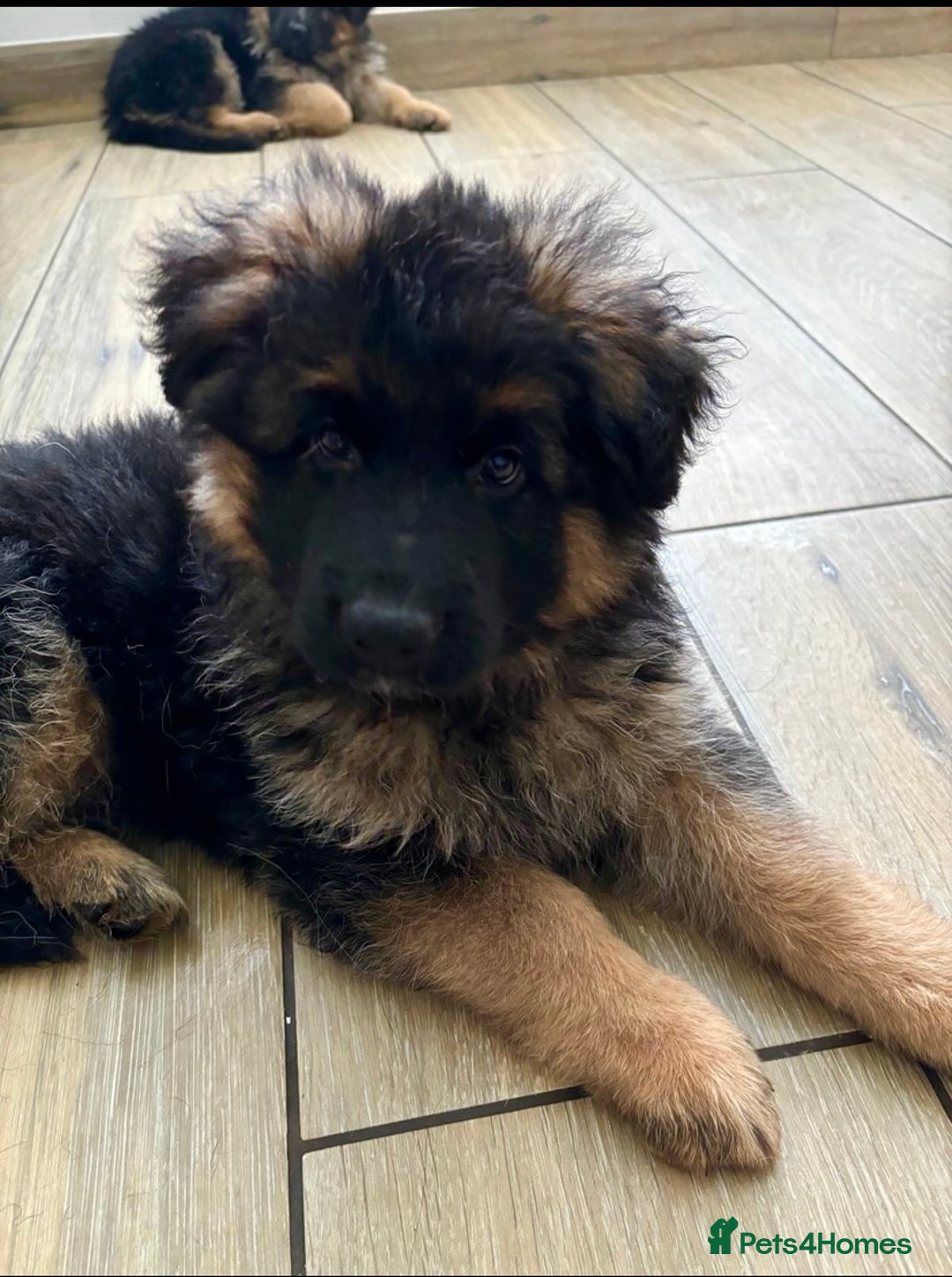 German Shepherd dogs for sale: KC REGISTERED GERMAN SHEPHERD PUPS - Image 4