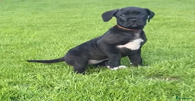 Cane Corso dogs - Advert 5