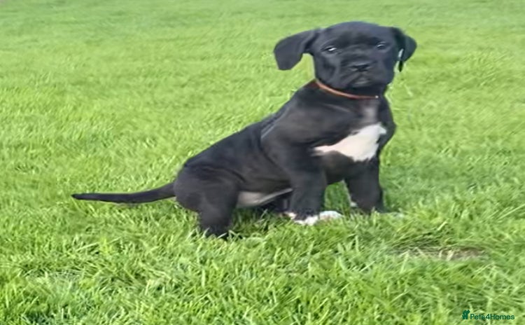 Cane Corso dogs for sale - Advert 1