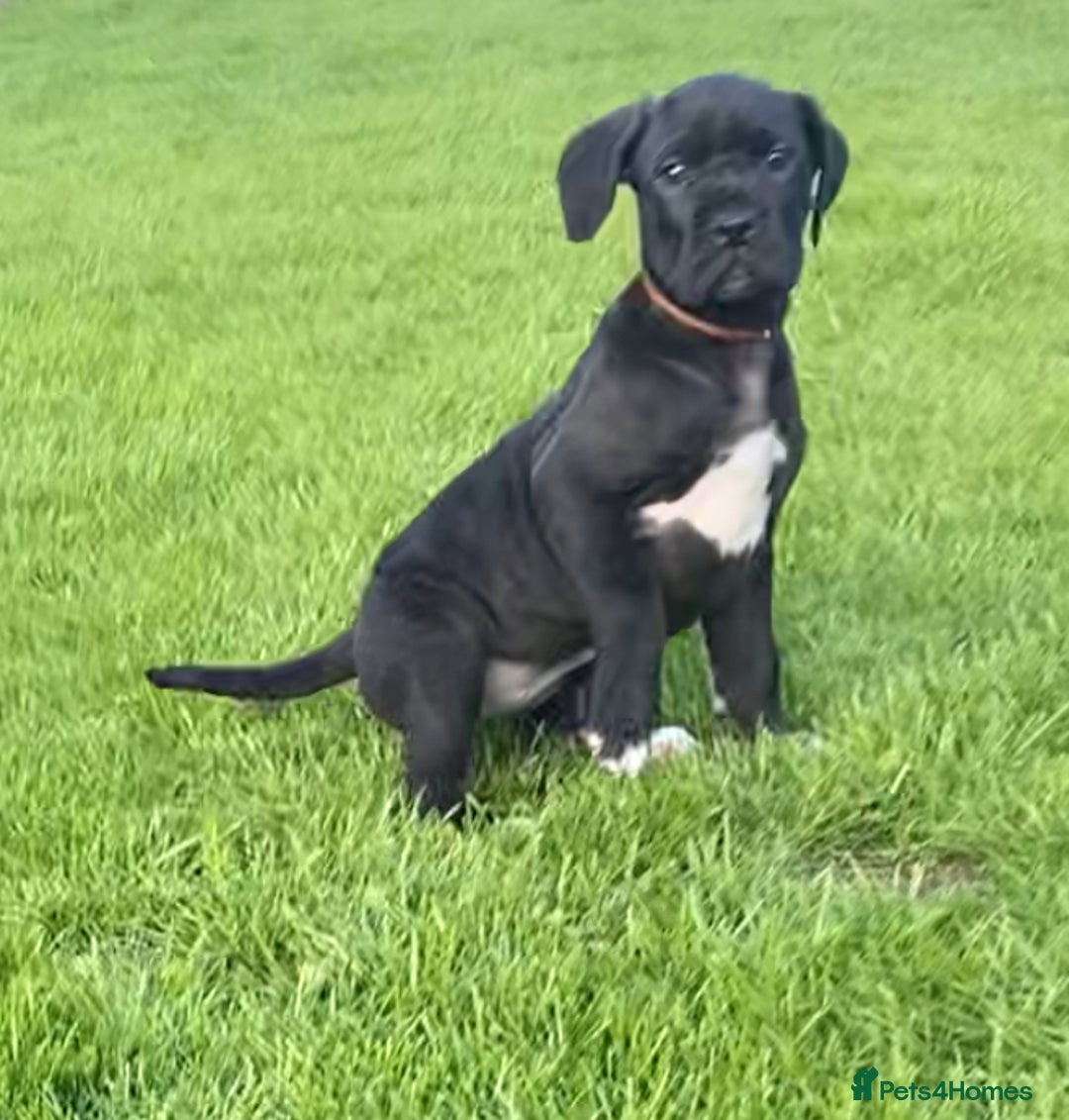 Cane Corso dogs for sale: Ready to leave  - Image 2