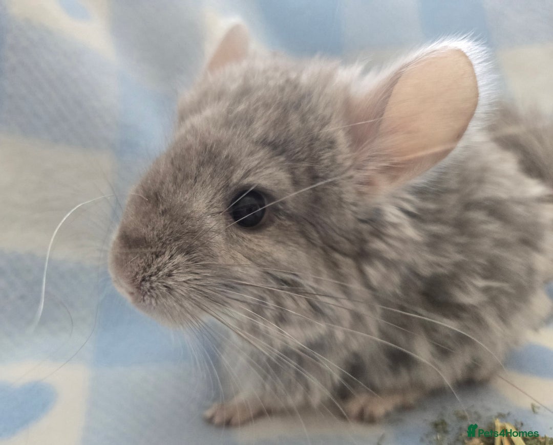 Chinchilla rodents for sale: Baby Chinchillas  - Image 7