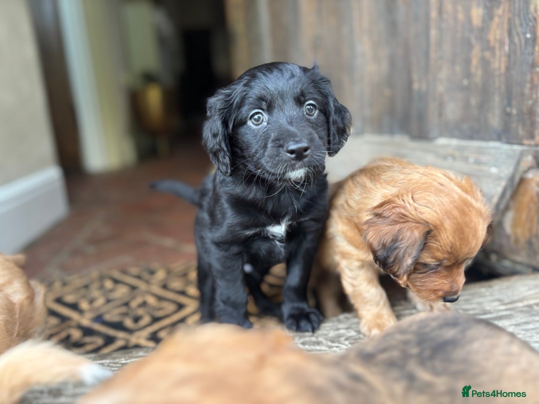 Mixed Breed dogs for sale:  Cockerainan   - Image 17