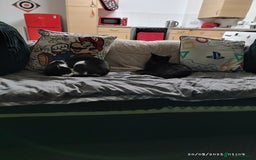 British Shorthair cats for sale: Two male cats Rio and Shadow  - Image 3