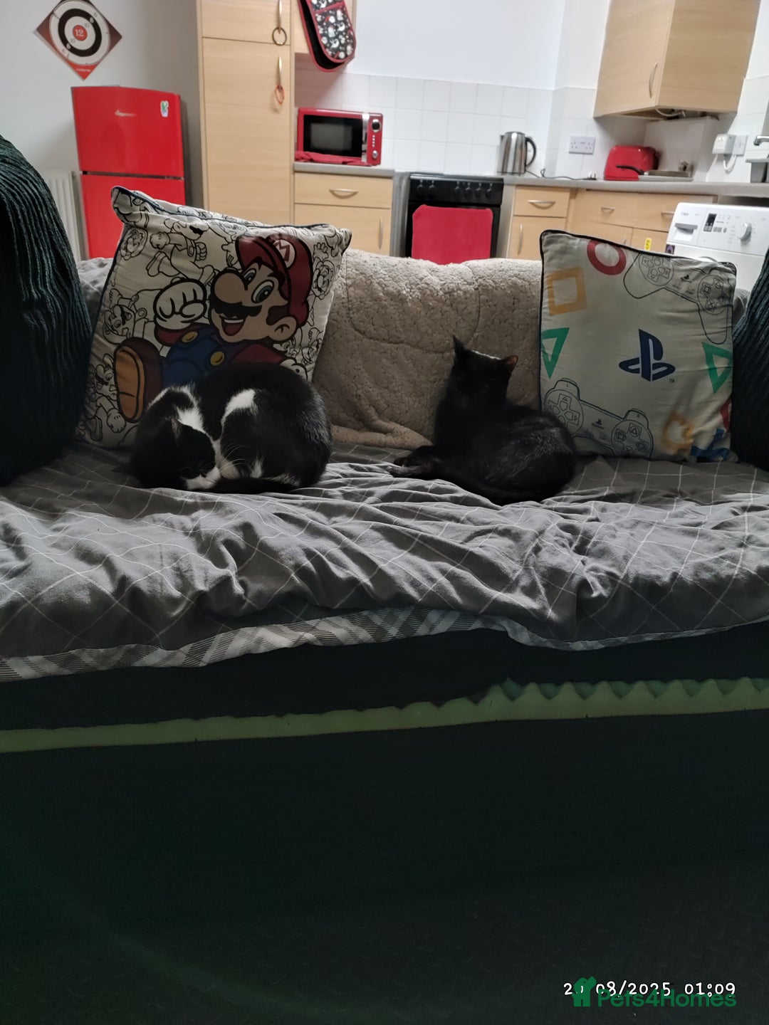 British Shorthair cats for sale: Two male cats Rio and Shadow  - Image 3