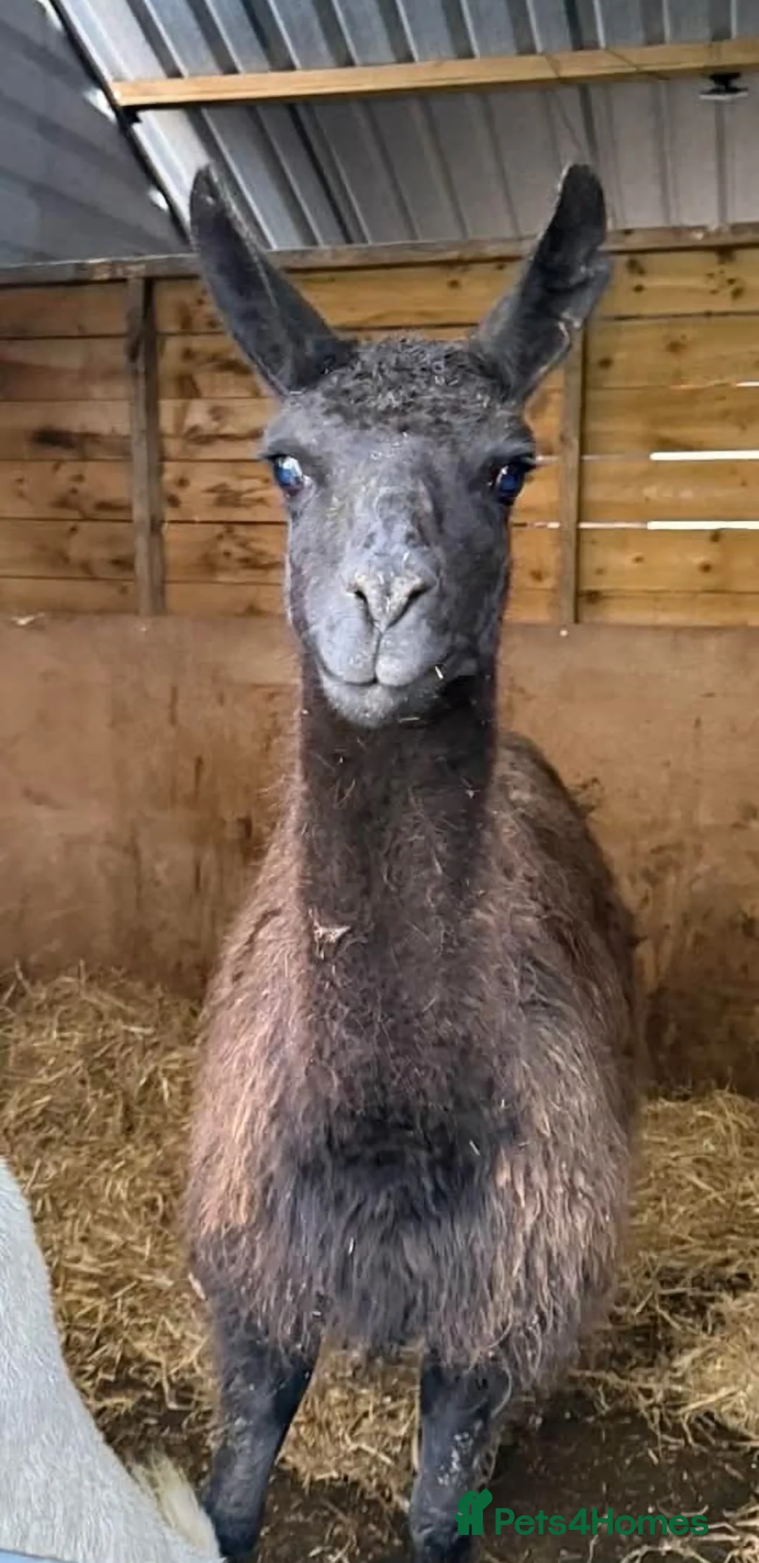 Llama livestock for sale: Sizzles❤️ - Advert 1